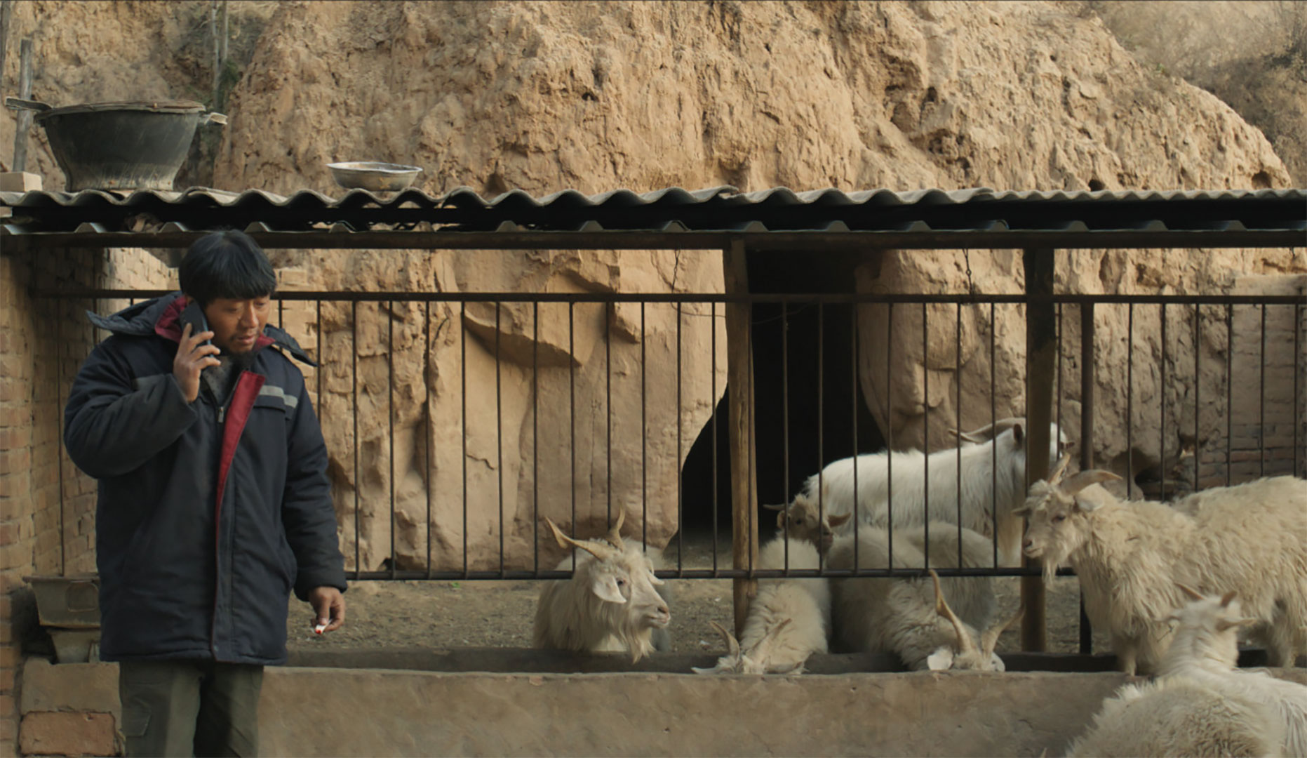 Three Castrated Goats