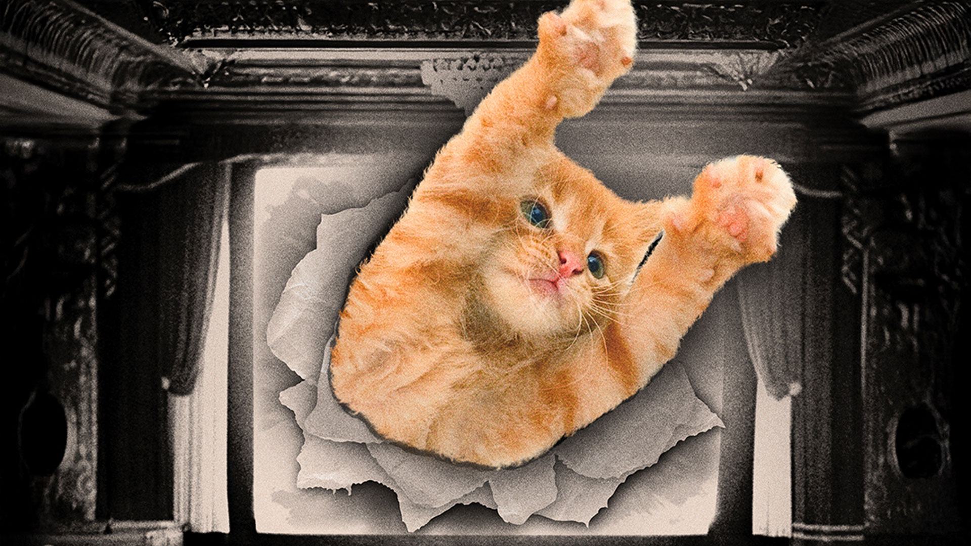 CatVideoFest 2025